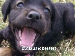 Indianajonestest