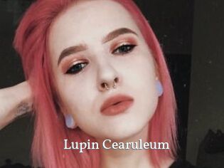 Lupin_Cearuleum