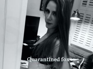 Quarantined_fox