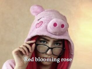 Red_blooming_rose
