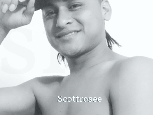 Scottrosee