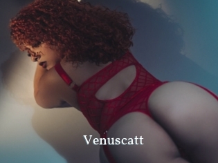 Venuscatt